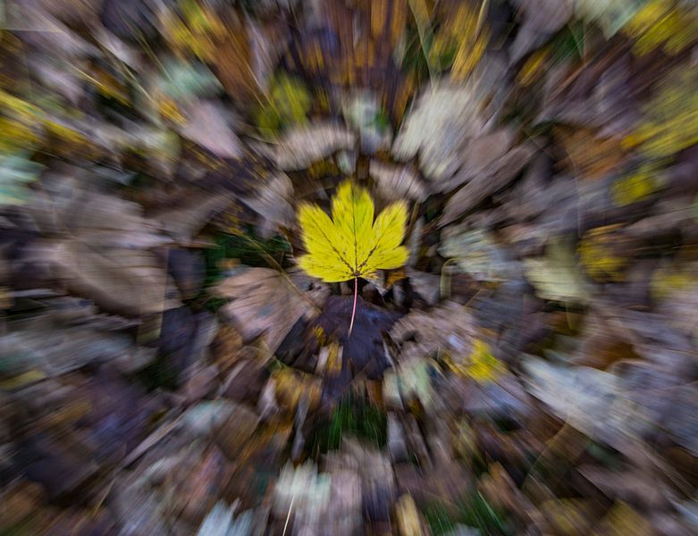 Une feuille jaune dans un bain de feuilles d'automne par Bianca Fortuin
