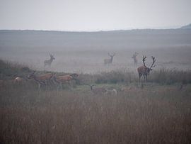 Hertebronst op de Hoge Veluwe van Signatuur Fotografie