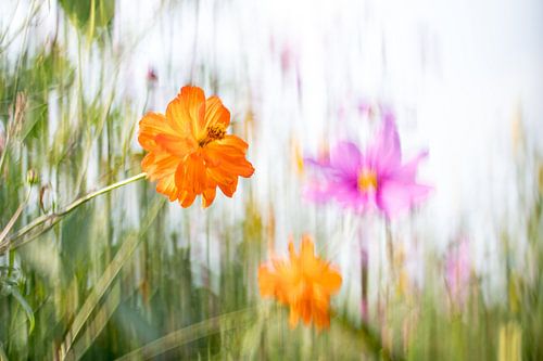 Aus der Serie "Distinguished" 2017-04