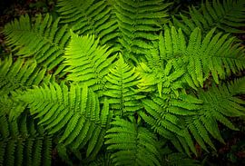 Leaf structure in dark green by JSPhotograpics
