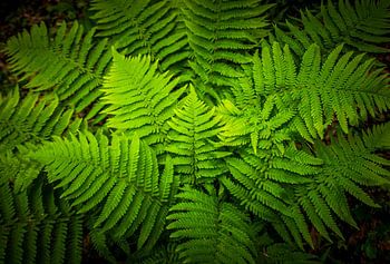 Leaf structure in dark green