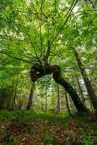 Bladverliezende boom met weelderig groen