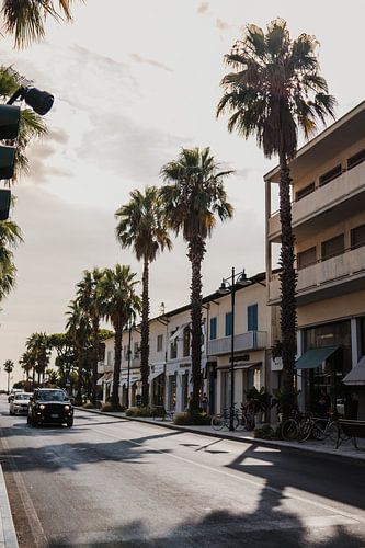 Palmiers à Forte dei Marmi