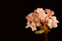 Sneeuwbal (Viburnum bodnantense)