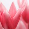 Tulpen in roze tinten van Paula van den Akker