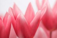 Tulips in shades of pink