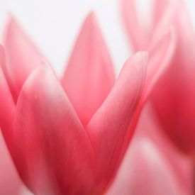 Tulpen in roze tinten van Paula van den Akker