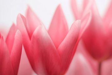 Tulpen in roze tinten van Paula van den Akker