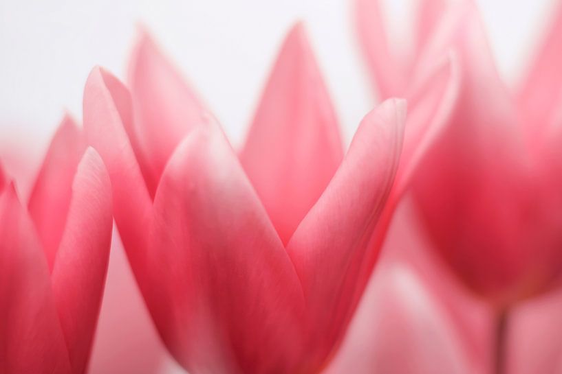 Tulpen in Rosatönen von Paula van den Akker