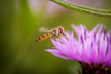 Wasp on flower by Lisa Dumon