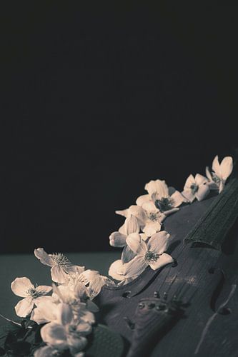 De band, Viool zwart / wit