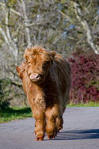 Schottisches Highlander-Kalb Exclusive