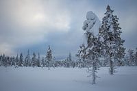 Two trees
