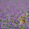 Haas in paars hyacinten veld van Menno van Duijn