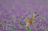 Lièvre dans un champ de jacinthes violettes par Menno van Duijn Aperçu