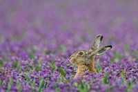 Hare in purple hyacinth field