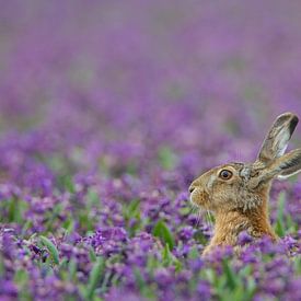 Lièvre dans un champ de jacinthes violettes sur Menno van Duijn