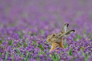 Haas in paars hyacinten veld van Menno van Duijn