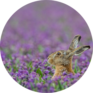 Haas in paars hyacinten veld van Menno van Duijn
