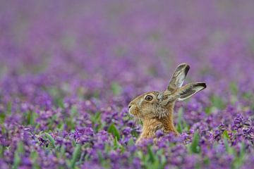 Hare in purple hyacinth field by Menno van Duijn