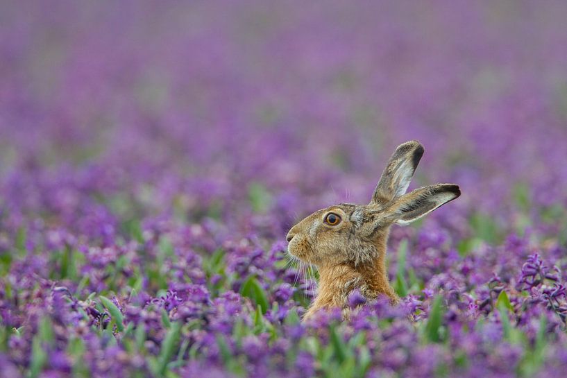 Lièvre dans un champ de jacinthes violettes par Menno van Duijn