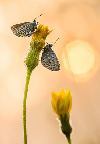 Vlinders op paardenbloemen tegen opkomende zon