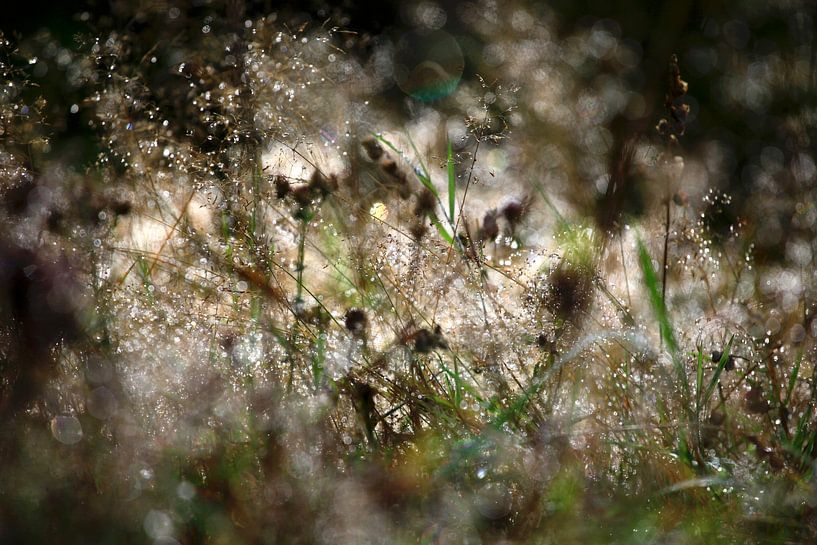 Morning dew in the Black Forest by Thomas Jäger