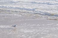 Meeuw op het strand van Photography art by Sacha thumbnail