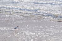 Meeuw op het strand