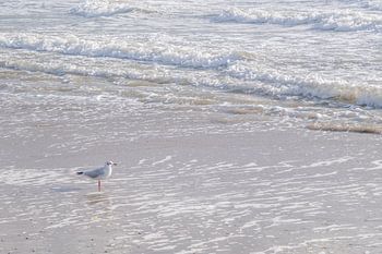 Gull on the beach