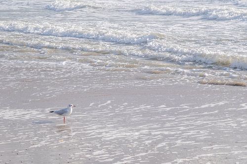 Gull on the beach