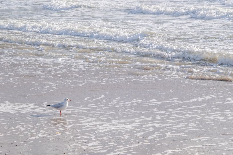 Meeuw op het strand van Photography art by Sacha