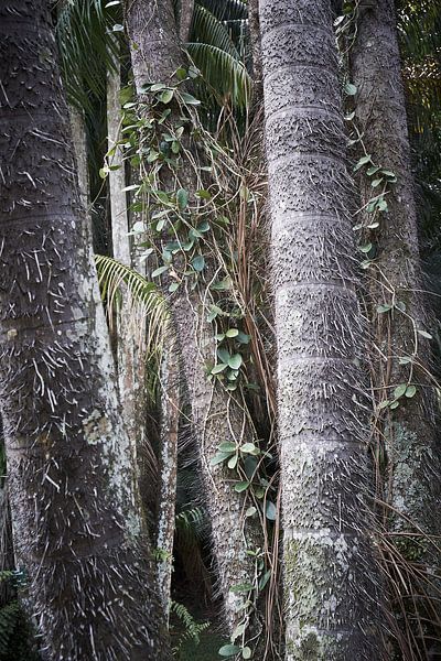 überwachsene Bäume auf Java von Karel Ham