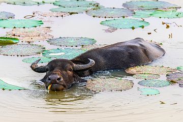 Water buffel in Sri Lanka