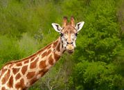 nieuwsgierige giraffe van Rita Phessas thumbnail