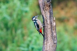 De Grote Bonte Specht van Merijn Loch