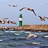 Vol animé de mouettes sur la jetée de Warnemünde sur Silva Wischeropp