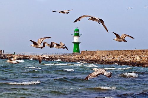 Levendige vlucht meeuwen op de pier in Warnemünde