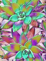 Wild Succulents