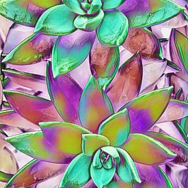 Wild Succulents sur John Velez