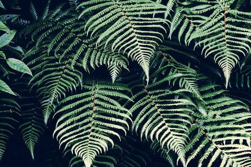 Farnblätter von Walljar