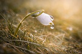 First snowdrop in the morning light