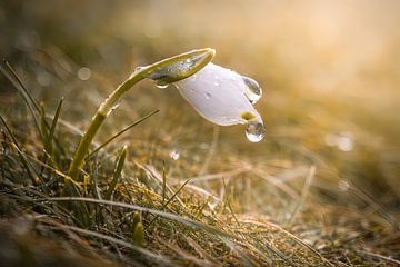 Erstes Schneeglöckchen im Morgenlicht von Christina Bauer Photos