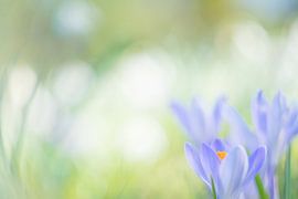 Crocus sur Francis Dost