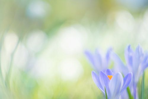 Crocus