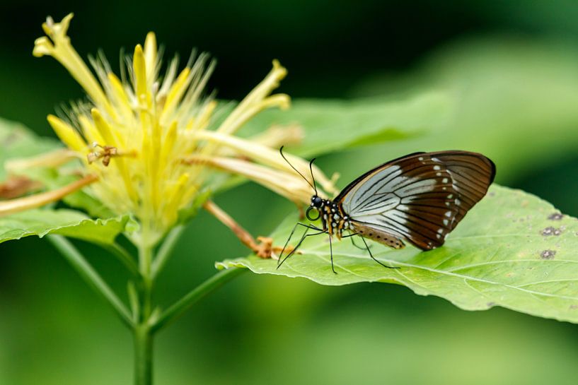 Schmetterling auf gelber Blume von Anjo ten Kate