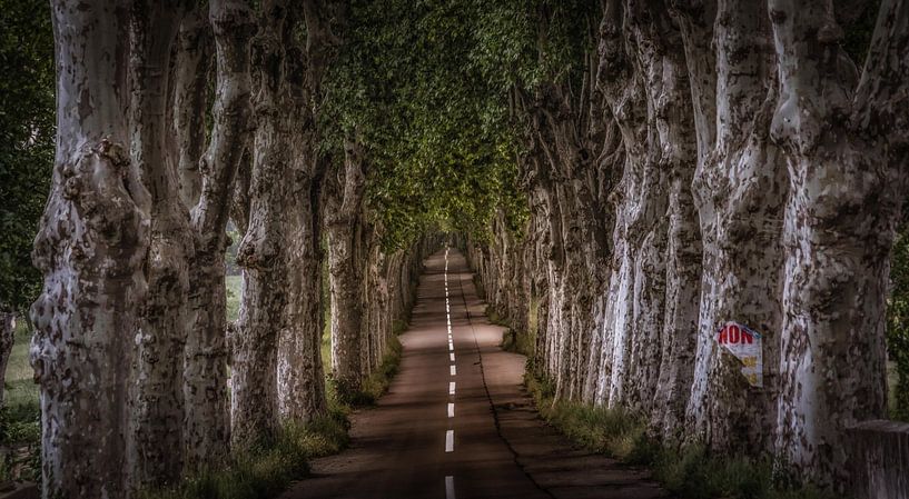 Tree row Mane I France by Mario Calma