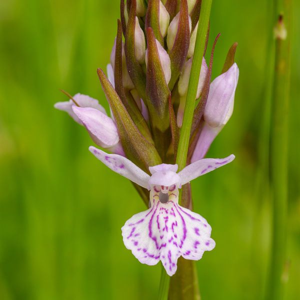 Gefleckte Orchidee von Marcel Jagt