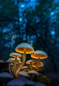 Verlichte paddenstoelen von Edward Sarkisian