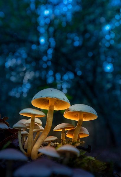 Verlichte paddenstoelen van Edward Sarkisian